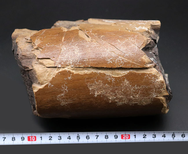 表面の状態にご注目ください!3キロを超えるヘビー級標本!エドモントサウルス(Edmontosaurus annectens)の大腿骨の化石(その10)