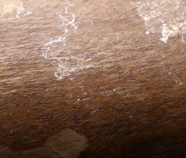 表面の状態にご注目ください!3キロを超えるヘビー級標本!エドモントサウルス(Edmontosaurus annectens)の大腿骨の化石(その4)