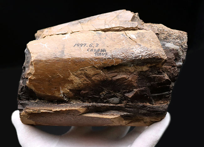 表面の状態にご注目ください!3キロを超えるヘビー級標本!エドモントサウルス(Edmontosaurus annectens)の大腿骨の化石(その5)