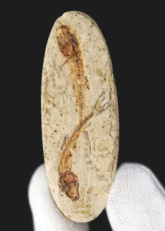 ダブル！およそ１億年前の硬骨魚類、ダスティルベ（Dastilbe）のマルチプレート標本（その1）