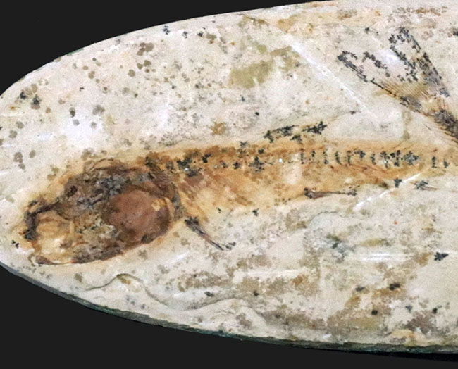 ダブル！およそ１億年前の硬骨魚類、ダスティルベ（Dastilbe）のマルチプレート標本（その2）