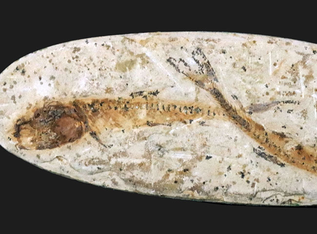 ダブル！およそ１億年前の硬骨魚類、ダスティルベ（Dastilbe）のマルチプレート標本（その3）