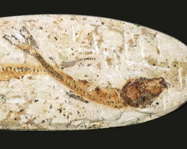 ダブル！およそ１億年前の硬骨魚類、ダスティルベ（Dastilbe）のマルチプレート標本（その4）