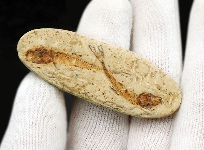 ダブル！およそ１億年前の硬骨魚類、ダスティルベ（Dastilbe）のマルチプレート標本（その5）