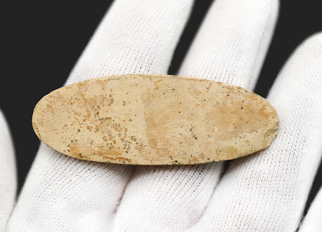 ダブル！およそ１億年前の硬骨魚類、ダスティルベ（Dastilbe）のマルチプレート標本（その6）