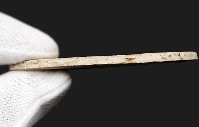 ダブル!およそ1億年前の硬骨魚類、ダスティルベ(Dastilbe)のマルチプレート標本(その7)