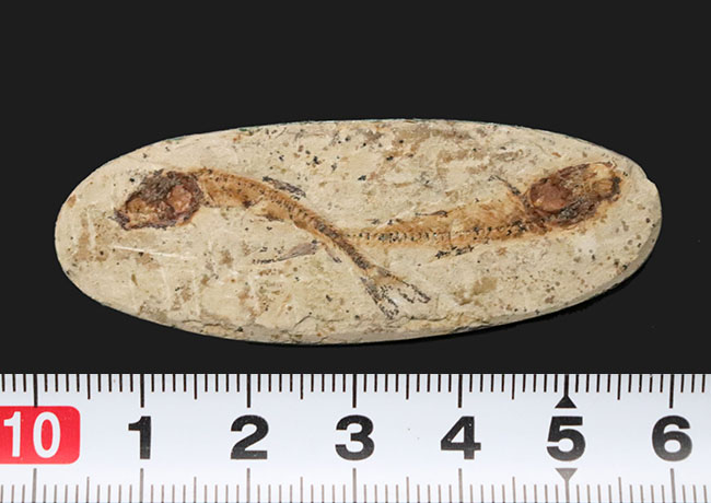 ダブル！およそ１億年前の硬骨魚類、ダスティルベ（Dastilbe）のマルチプレート標本（その8）
