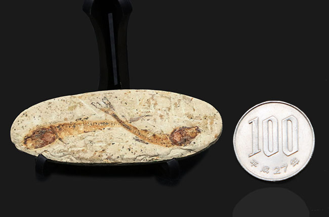 ダブル！およそ１億年前の硬骨魚類、ダスティルベ（Dastilbe）のマルチプレート標本（その9）