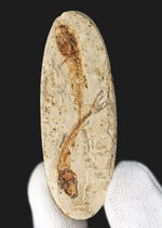ダブル！およそ１億年前の硬骨魚類、ダスティルベ（Dastilbe）のマルチプレート標本