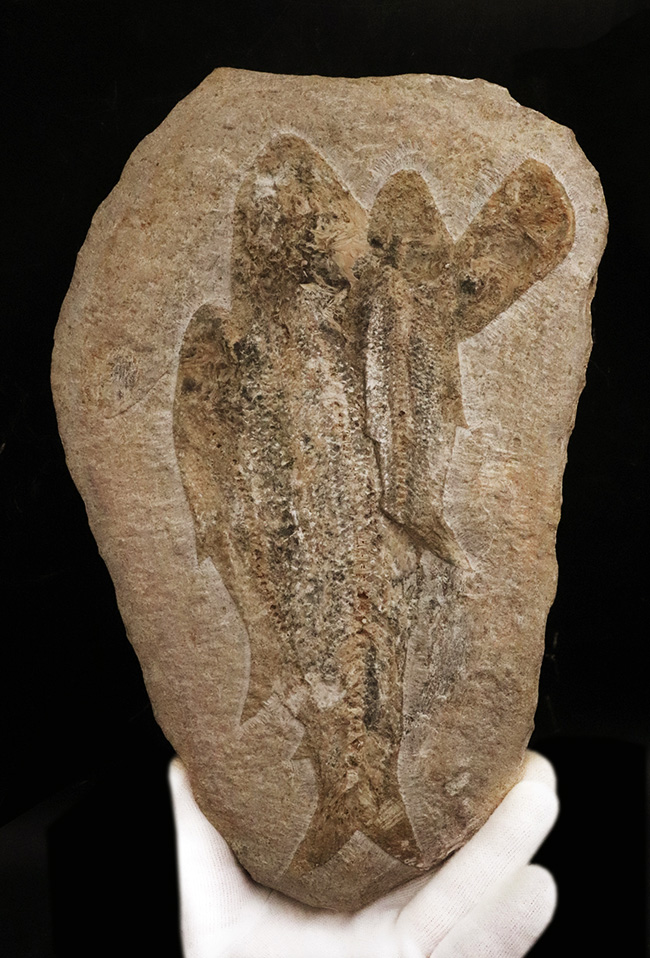 3尾以上、珍しいマルチプレート!約1億年前の絶滅古代魚、タリアス・アラリピス(Tharrhias araripis)の群集標本(その1)