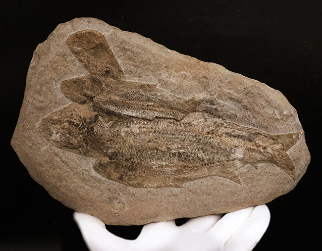 3尾以上、珍しいマルチプレート!約1億年前の絶滅古代魚、タリアス・アラリピス(Tharrhias araripis)の群集標本(その2)