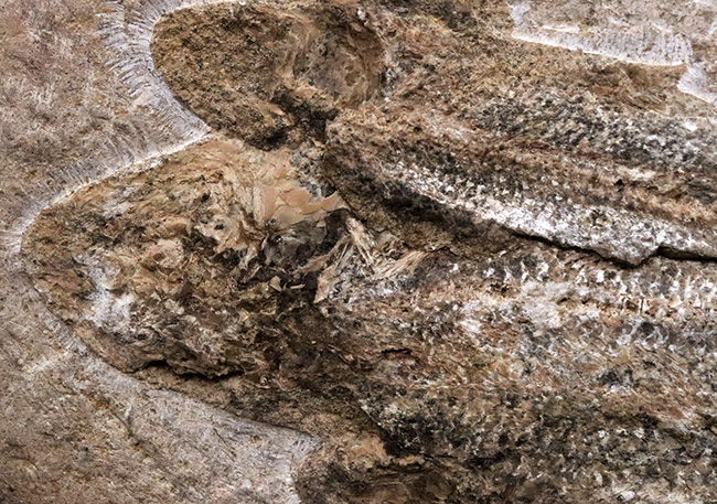 3尾以上、珍しいマルチプレート!約1億年前の絶滅古代魚、タリアス・アラリピス(Tharrhias araripis)の群集標本(その3)