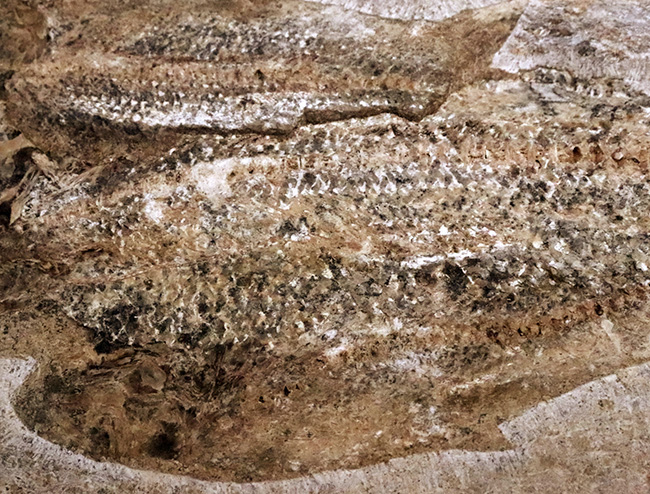 3尾以上、珍しいマルチプレート!約1億年前の絶滅古代魚、タリアス・アラリピス(Tharrhias araripis)の群集標本(その4)