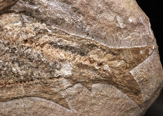 3尾以上、珍しいマルチプレート!約1億年前の絶滅古代魚、タリアス・アラリピス(Tharrhias araripis)の群集標本(その5)