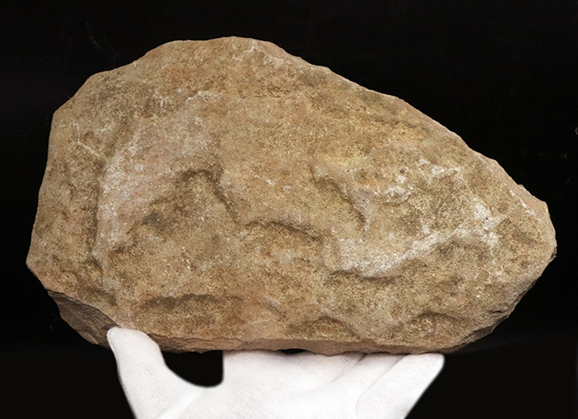 3尾以上、珍しいマルチプレート!約1億年前の絶滅古代魚、タリアス・アラリピス(Tharrhias araripis)の群集標本(その6)