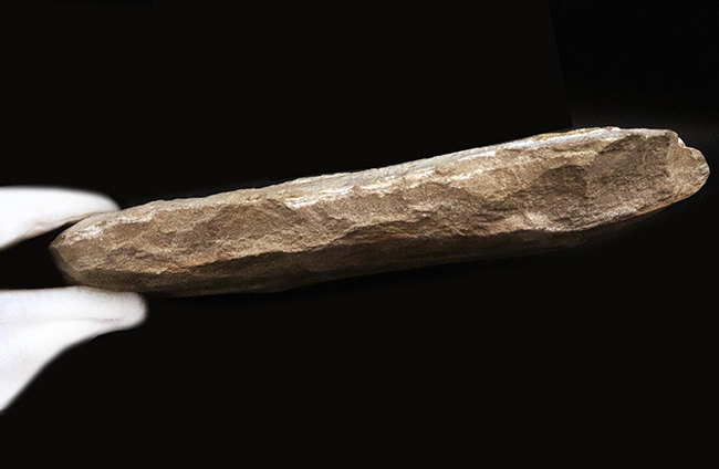 3尾以上、珍しいマルチプレート!約1億年前の絶滅古代魚、タリアス・アラリピス(Tharrhias araripis)の群集標本(その7)