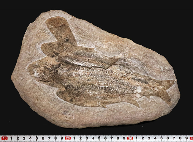 古代魚化石 Tharrias ジュラ紀 標本 3尾以上、珍しいマルチプレート！約1億年前の絶滅古代魚、タリアス