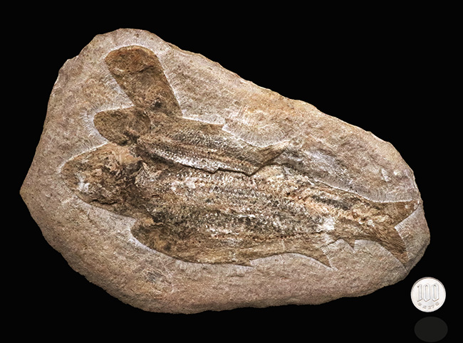 3尾以上、珍しいマルチプレート！約1億年前の絶滅古代魚、タリアス