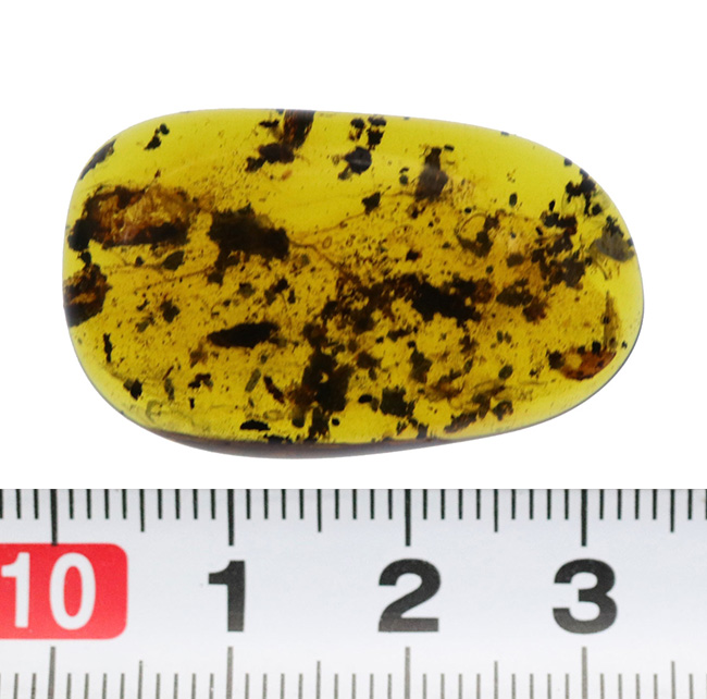 楽天市場】65961 花アンバー 琥珀 34mm×17mm AA 1個売り ルース