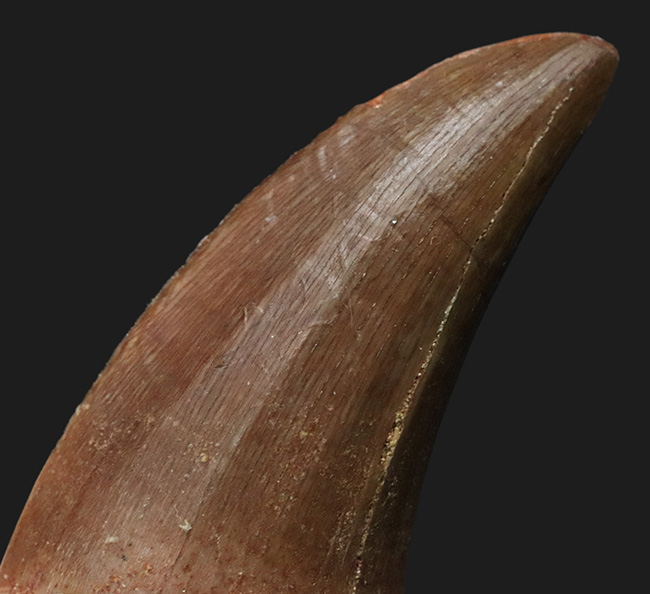 厳選、美品！モロッコのおよそ１億年前の地層から採れた、白亜紀の海の支配者、モササウルス（Mosasaurus）の歯化石（その4）