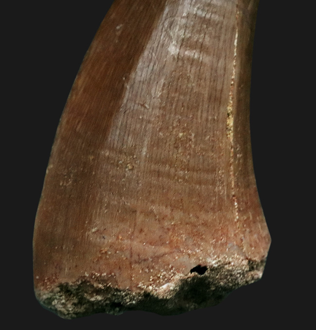 厳選、美品！モロッコのおよそ１億年前の地層から採れた、白亜紀の海の支配者、モササウルス（Mosasaurus）の歯化石（その5）