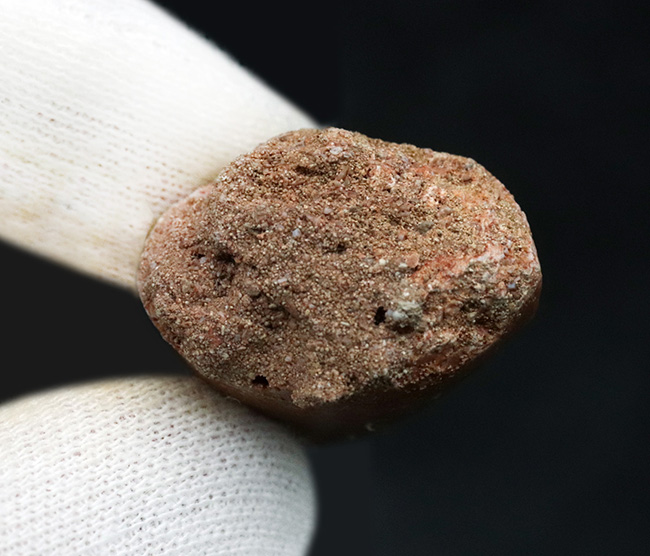 厳選、美品！モロッコのおよそ1億年前の地層から採れた、白亜紀