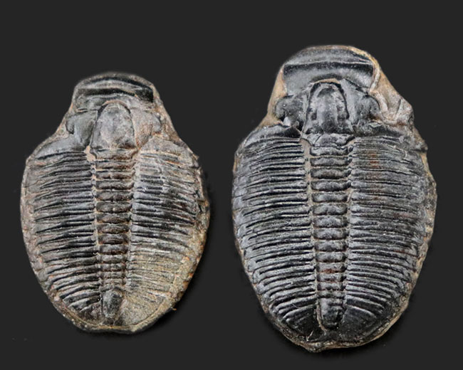 最古の三葉虫の一つ、かつ、米国で最も有名な三葉虫、エルラシア・キンギ（Elrathia Kingi）の化石、２個セット（その1）