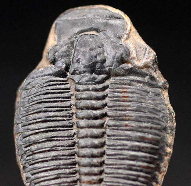最古の三葉虫の一つ、かつ、米国で最も有名な三葉虫、エルラシア・キンギ（Elrathia Kingi）の化石、２個セット（その3）