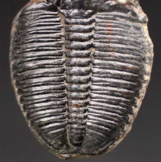 最古の三葉虫の一つ、かつ、米国で最も有名な三葉虫、エルラシア・キンギ（Elrathia Kingi）の化石、２個セット（その4）
