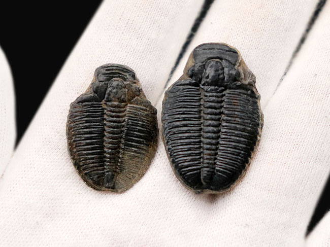 最古の三葉虫の一つ、かつ、米国で最も有名な三葉虫、エルラシア・キンギ（Elrathia Kingi）の化石、２個セット（その5）