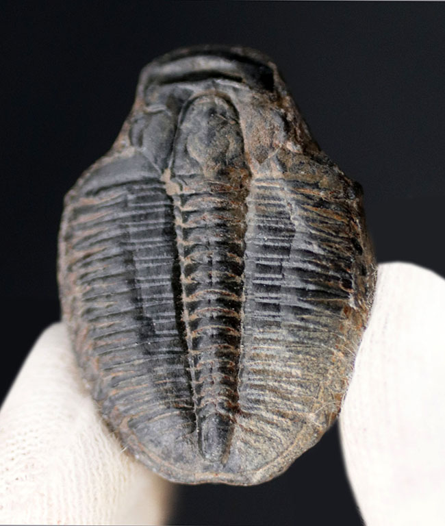 最古の三葉虫の一つ、かつ、米国で最も有名な三葉虫、エルラシア・キンギ（Elrathia Kingi）の化石、２個セット（その7）