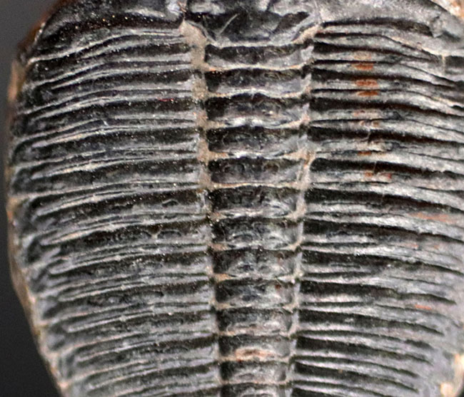 最古の三葉虫の一つ、かつ、米国で最も有名な三葉虫、エルラシア・キンギ（Elrathia Kingi）の化石、２個セット（その8）