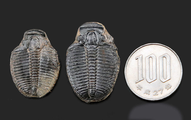 最古の三葉虫の一つ、かつ、米国で最も有名な三葉虫、エルラシア・キンギ（Elrathia Kingi）の化石、２個セット（その9）