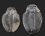 最古の三葉虫の一つ、かつ、米国で最も有名な三葉虫、エルラシア・キンギ（Elrathia Kingi）の化石、２個セット