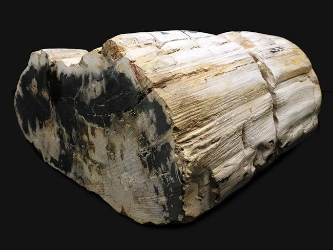 最長部２７センチ超え、メガサイズ！インドネシア産の巨大な珪化木（Petrified wood）（その1）