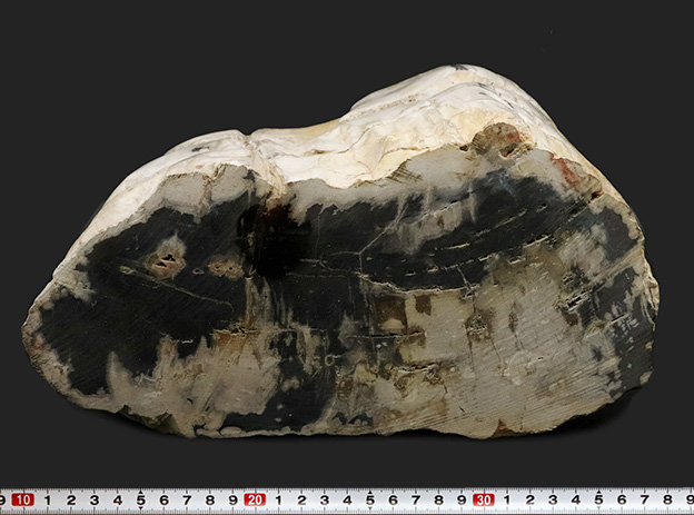 最長部２７センチ超え、メガサイズ！インドネシア産の巨大な珪化木（Petrified wood）（その10）