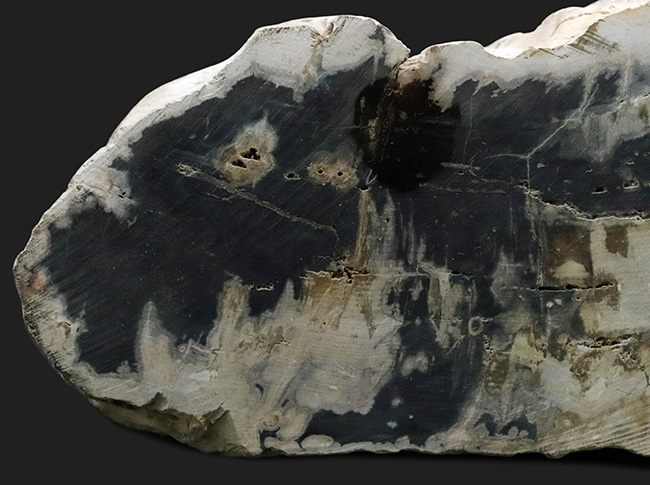 最長部２７センチ超え、メガサイズ！インドネシア産の巨大な珪化木（Petrified wood）（その3）