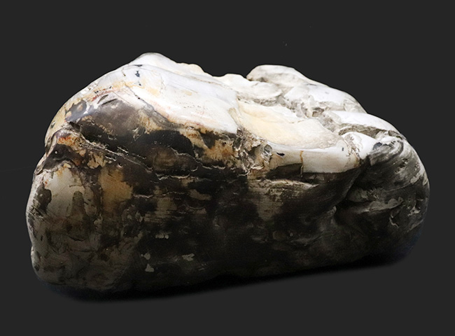 最長部２７センチ超え、メガサイズ！インドネシア産の巨大な珪化木（Petrified wood）（その8）