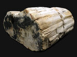 最長部２７センチ超え、メガサイズ！インドネシア産の巨大な珪化木（Petrified wood）