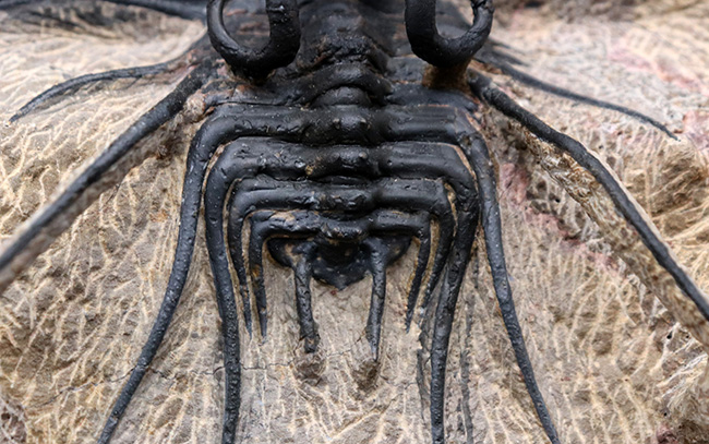 ドイツの凄腕プレパレーター、ホ－スト氏の作品！超の付く人気三葉虫、ディクラヌルス・モンストローサス（Dicranurus monstrosus）の上質個体（その8）