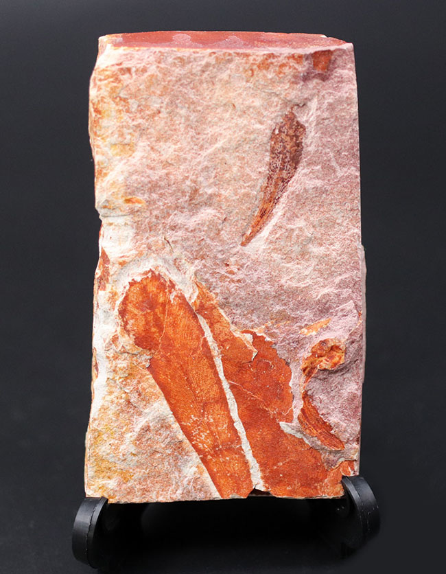 極めて上質！大陸移動説の証拠とされるグロッソプテリス（Glossopteris）の群集化石（その1）