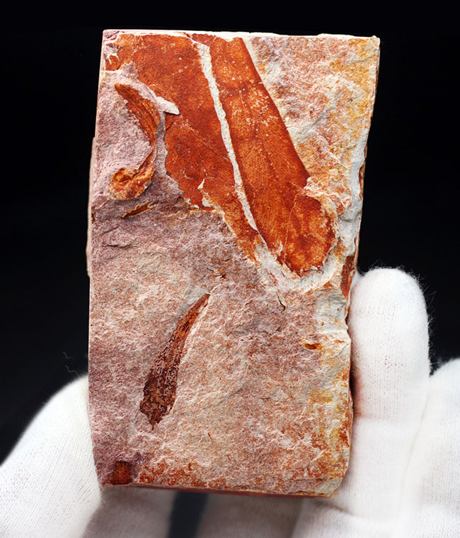 極めて上質！大陸移動説の証拠とされるグロッソプテリス（Glossopteris）の群集化石（その2）