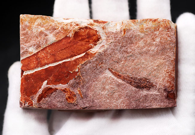 極めて上質！大陸移動説の証拠とされるグロッソプテリス（Glossopteris）の群集化石（その4）