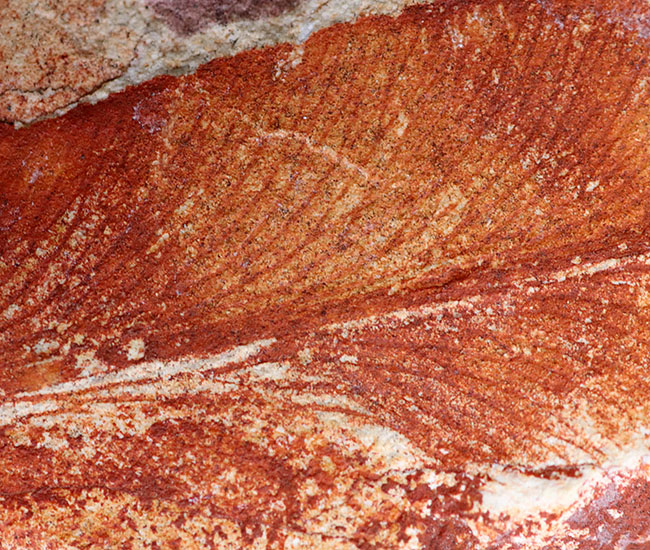 極めて上質！大陸移動説の証拠とされるグロッソプテリス（Glossopteris）の群集化石（その5）