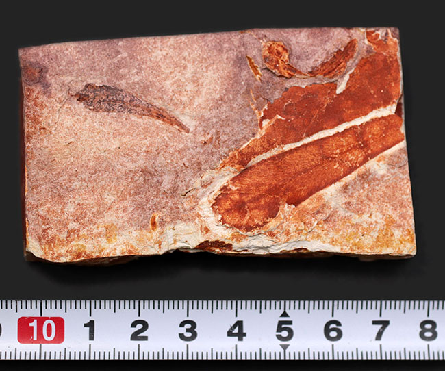 極めて上質！大陸移動説の証拠とされるグロッソプテリス（Glossopteris