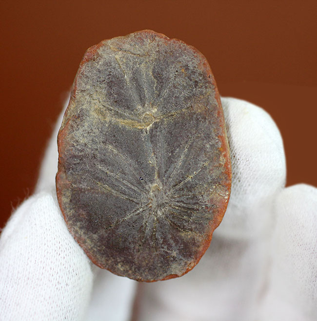 石炭の原料となった巨木、カラミテスの葉の化石、アニュラリア（Annularia sp.）の化石（その1）