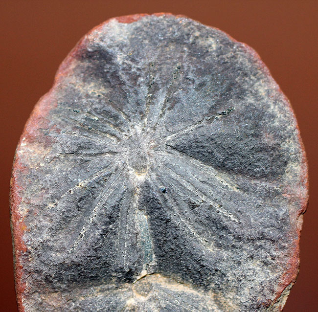 石炭の原料となった巨木、カラミテスの葉の化石、アニュラリア（Annularia sp.）の化石（その2）