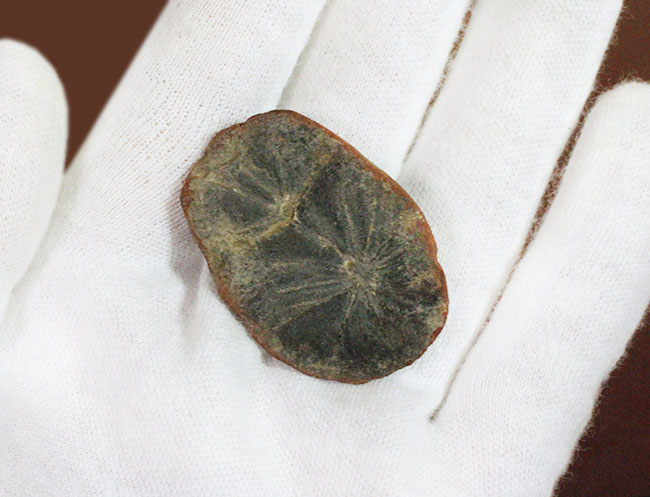 石炭の原料となった巨木、カラミテスの葉の化石、アニュラリア(Annularia sp.)の化石(その3)