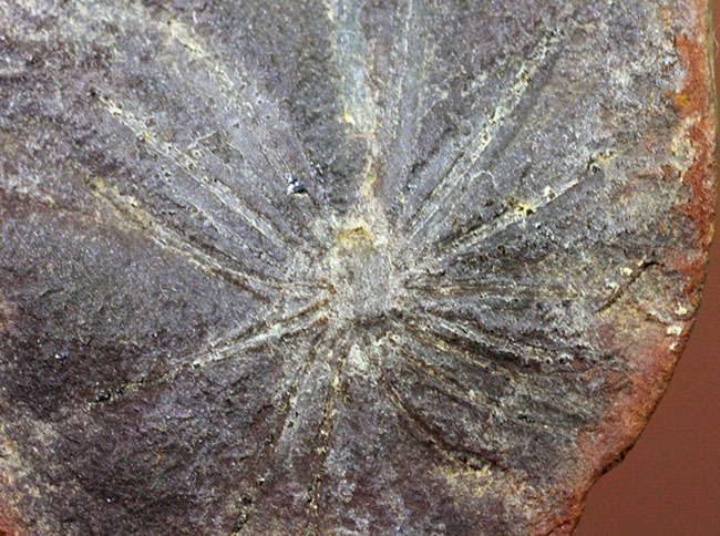 石炭の原料となった巨木、カラミテスの葉の化石、アニュラリア(Annularia sp.)の化石(その5)