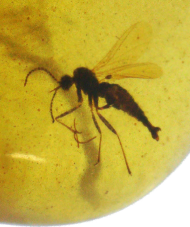 約1億年前の熱帯雨林の樹液が化石化！恐竜時代の琥珀、複数の虫を内包